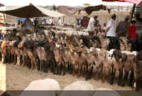 Kashgar Mercato 2.jpg (38250 byte)